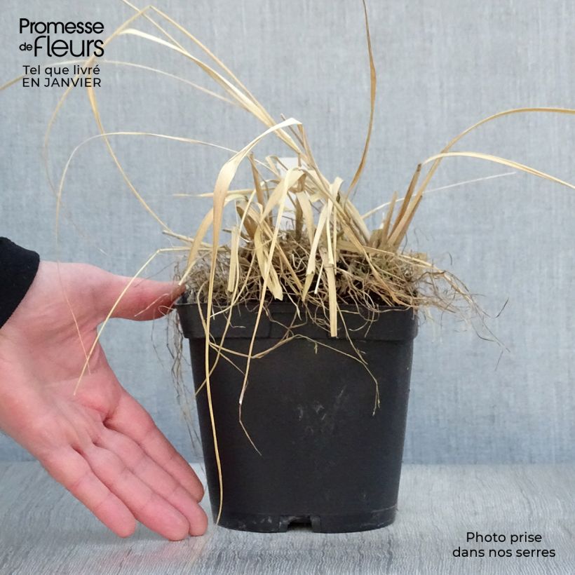 Example of Molinia caerulea arundinacea Skyracer - Pijpenstrootje Pot van 2 l/3 l as you get in hiver