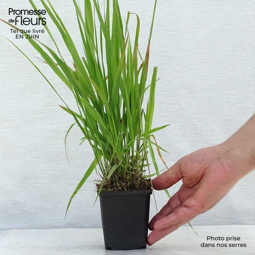Exemplaar van Molinia caerulea arundinacea Transparent - Pijpenstrootje Kweekpotje van 8/9 cm zoals geleverd in de zomer
