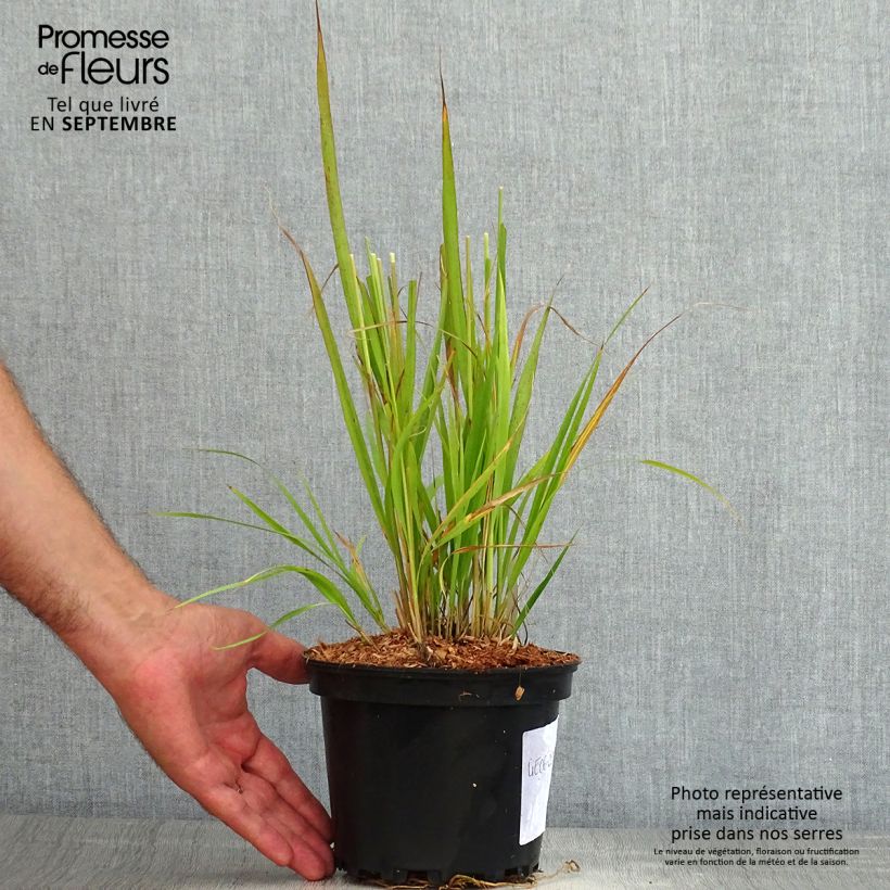 Exemplaar van Molinia caerulea arundinacea Transparent - Pijpenstrootje Pot van 2 l/3 l zoals geleverd in de zomer