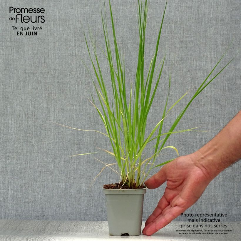 Exemplaar van Molinia caerulea ssp caerulea Heidebraut - Pijpenstrootje Kweekpotje van 8/9 cm zoals geleverd in de zomer