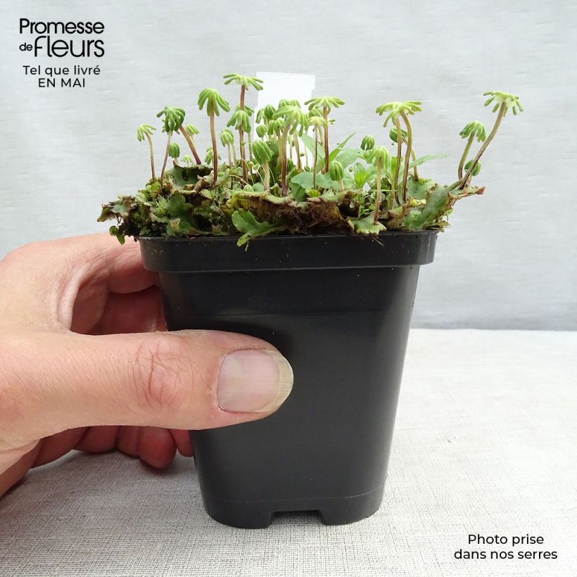 Exemplaar van Molinia caerulea ssp caerulea Heidebraut - Pijpenstrootje Kweekpotje van 8/9 cm zoals geleverd in de lente