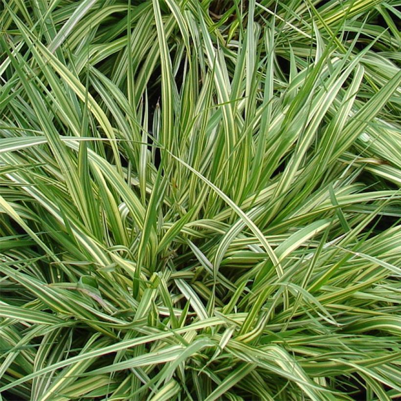 Molinia caerulea ssp caerulea Variegata - Pijpenstrootje (Foliage)