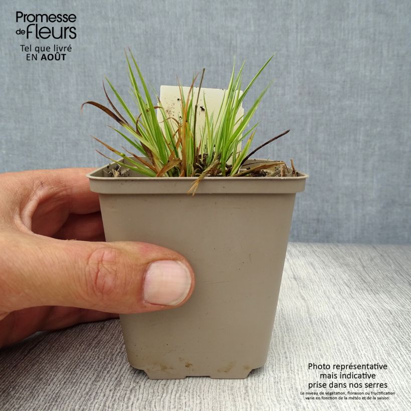 Exemplaar van Molinia caerulea ssp caerulea Variegata - Pijpenstrootje Kweekpotje van 8/9 cm zoals geleverd in de zomer