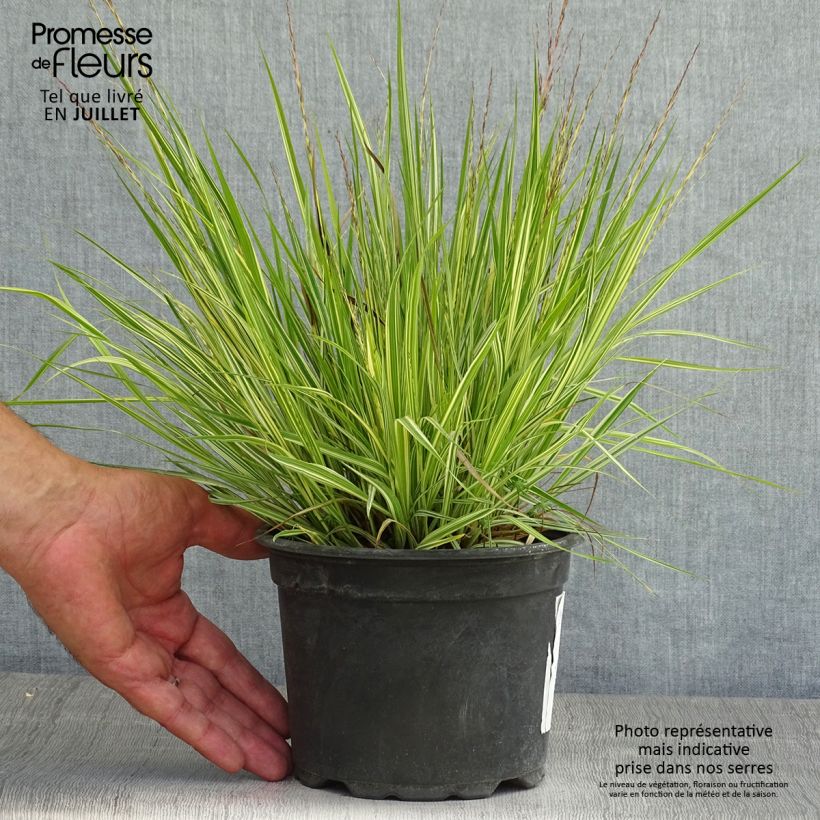 Exemplaar van Molinia caerulea ssp caerulea Variegata - Pijpenstrootje Pot van 2 l/3 l zoals geleverd in de zomer