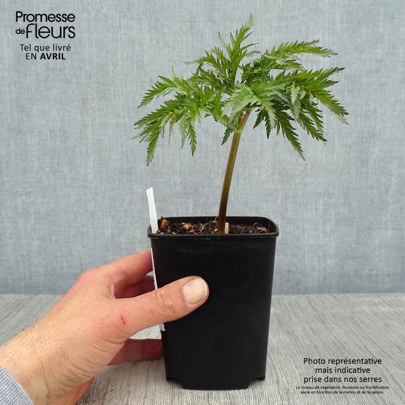 Exemplaar van Molopospermum peloponnesiacum - Molopospermum Kweekpotje van 8/9 cm zoals geleverd in de lente