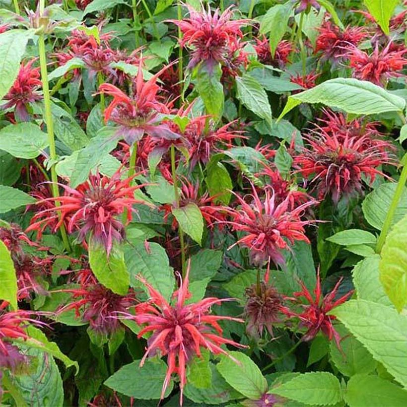 Monarda Cambridge Scarlet - Bergamotplant (Flowering)