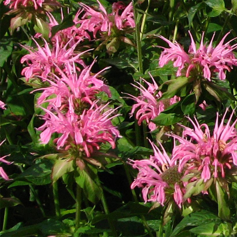 Monarda didyma Croftway Pink - Bergamotplant (Flowering)