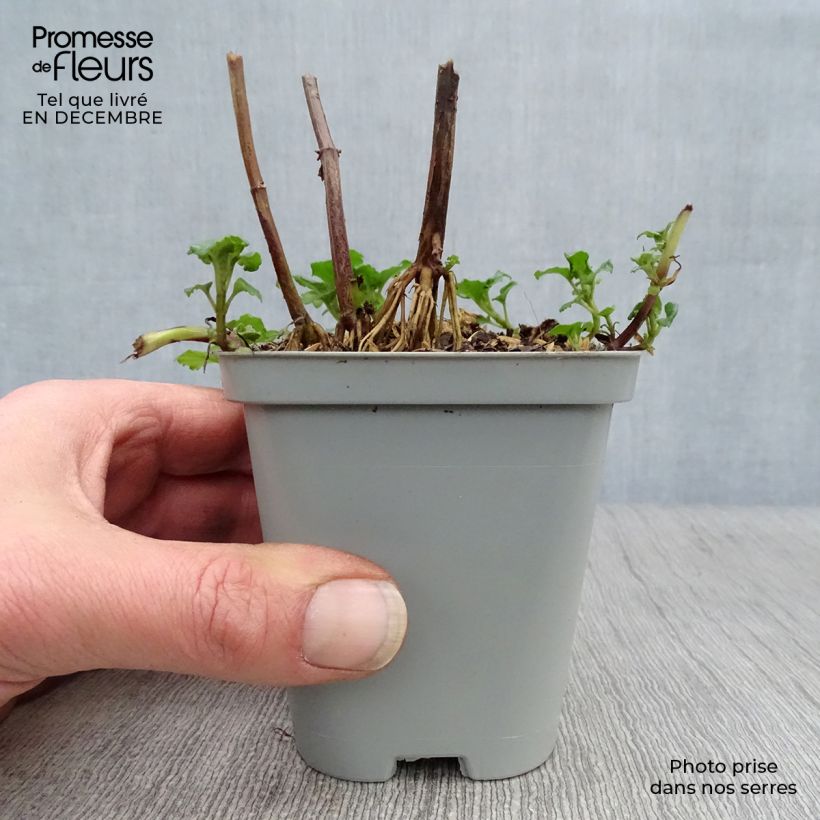 Example of Monarda Gardenview Scarlet - Bergamote écarlate Kweekpotje van 8/9 cm as you get in hiver