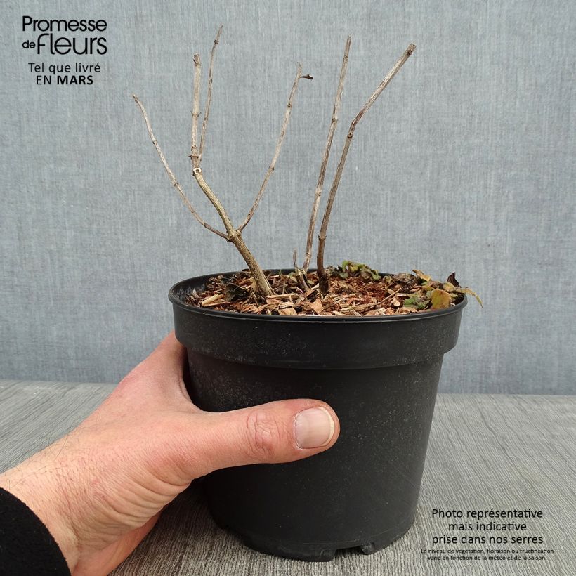 Example of Monarda Gardenview Scarlet - Bergamote écarlate Pot van 2 l/3 l as you get in hiver