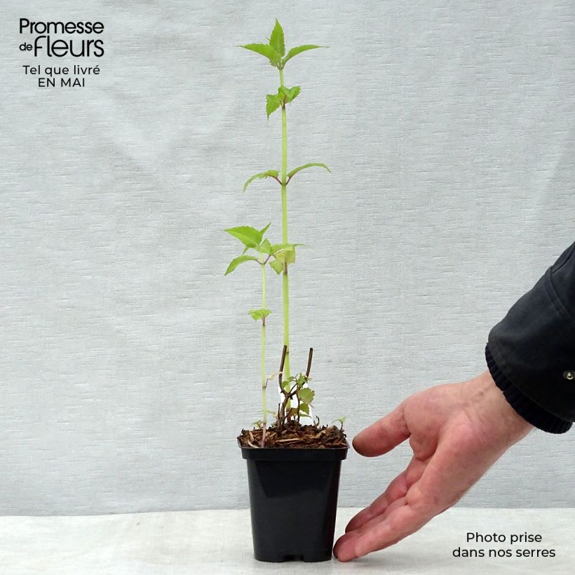 Exemplaar van Monarda Gardenview Scarlet - Bergamotplant Kweekpotje van 8/9 cm zoals geleverd in de lente