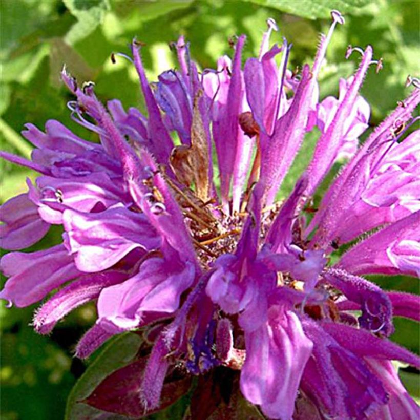 Monarda fistulosa Tetraploid - Wilde bergamot (Flowering)