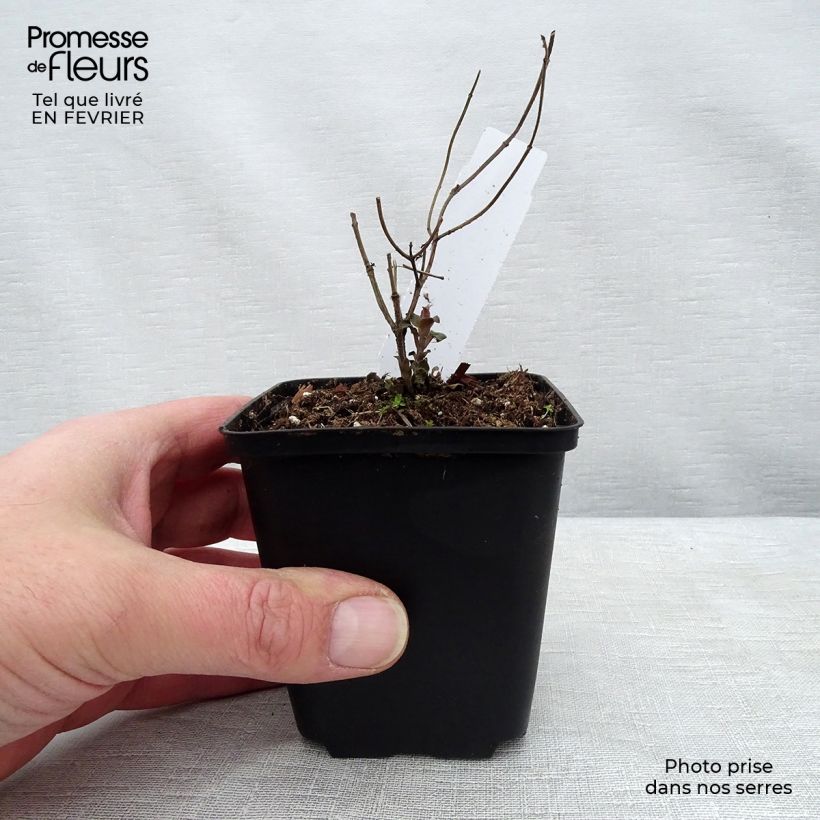 Example of Monarda fistulosa Tetraploid - Wilde bergamot Kweekpotje van 8/9 cm as you get in hiver