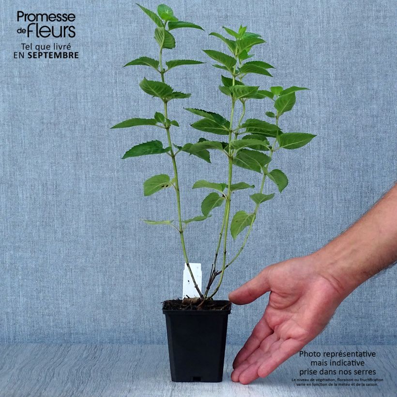 Exemplaar van Monarda fistulosa Tetraploid - Wilde bergamot Kweekpotje van 8/9 cm zoals geleverd in de herfst
