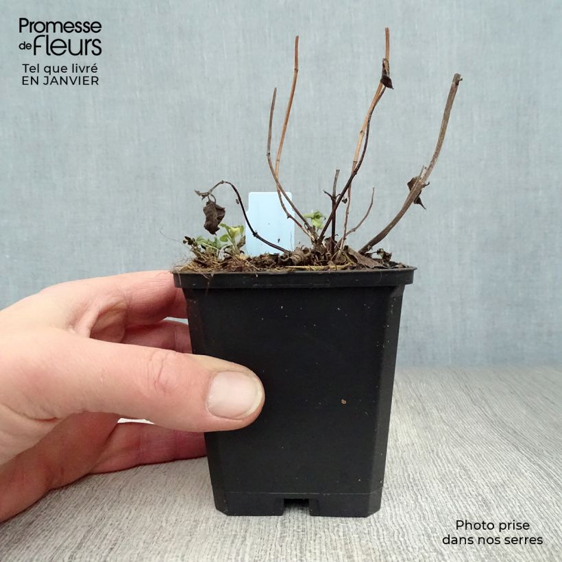 Example of Monarde Beauty of Cobham - Bergamote rose Kweekpotje van 8/9 cm as you get in hiver