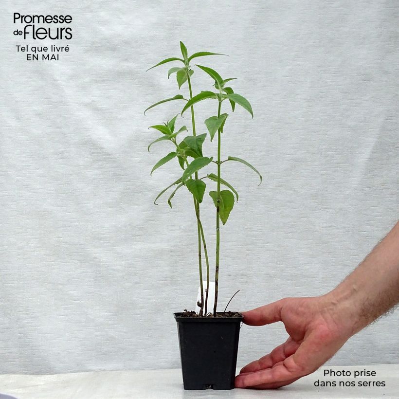 Exemplaar van Monarda Blaustrumpf - Bergamotplant Kweekpotje van 8/9 cm zoals geleverd in de lente