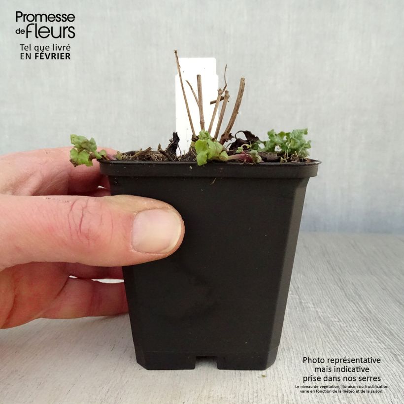 Example of Monarda Cambridge Scarlet - Bergamotplant Kweekpotje van 8/9 cm as you get in hiver