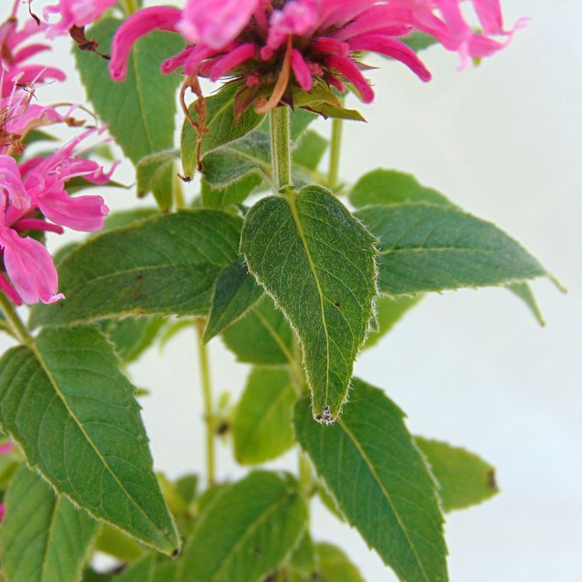 Monarda didyma Cranberry Lace - Bergamotplant (Foliage)