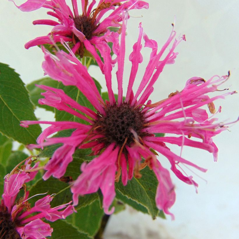 Monarda didyma Cranberry Lace - Bergamotplant (Flowering)