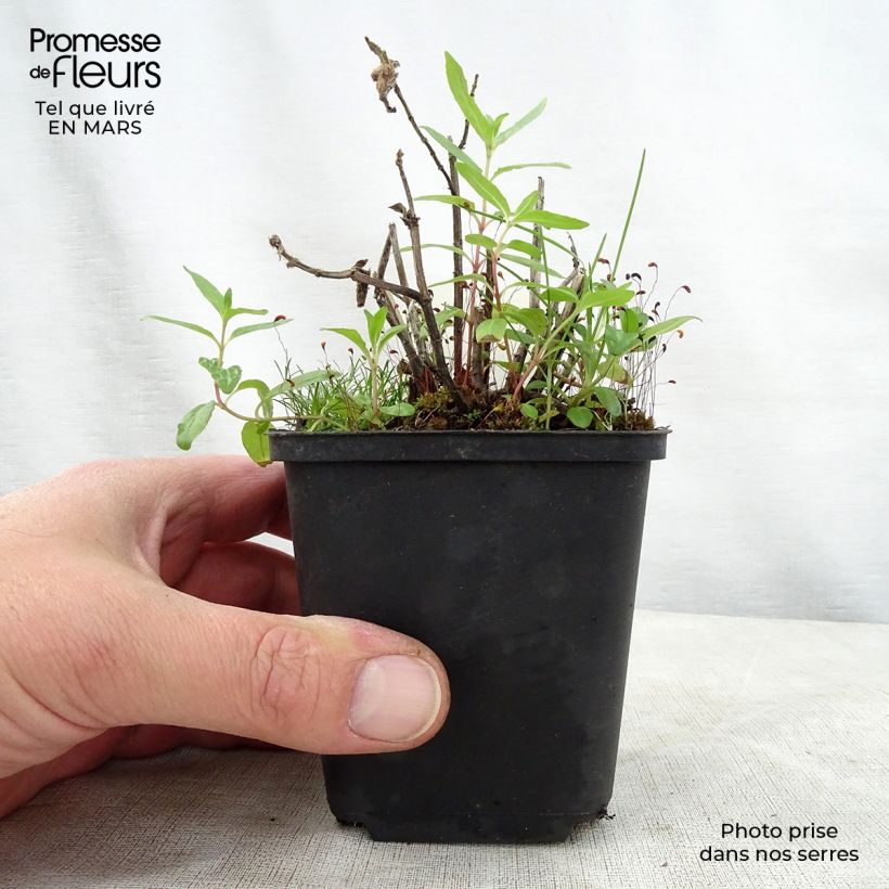 Exemplaar van Monarda didyma Cranberry Lace - Bergamotplant Kweekpotje van 8/9 cm zoals geleverd in de lente