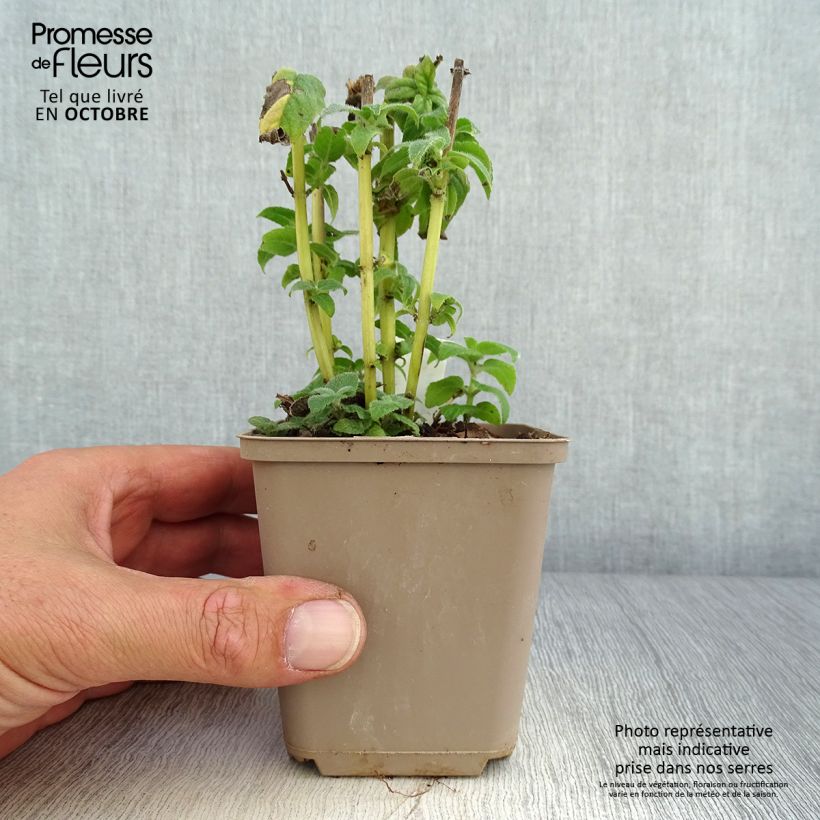 Exemplaar van Monarda didyma Cranberry Lace - Bergamotplant Kweekpotje van 8/9 cm zoals geleverd in de herfst