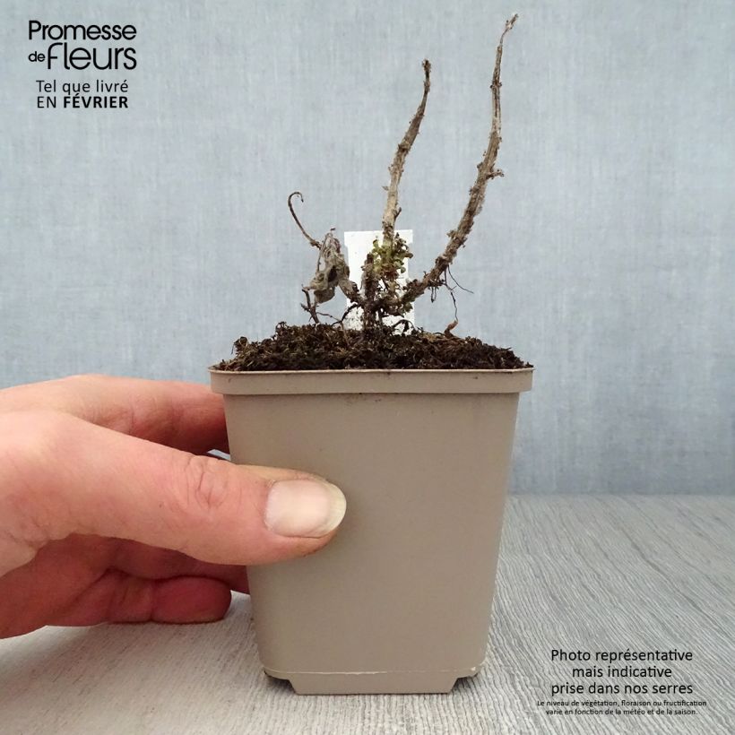 Example of Monarde Cranberry Lace - Bergamote rose pourpré Kweekpotje van 8/9 cm as you get in hiver