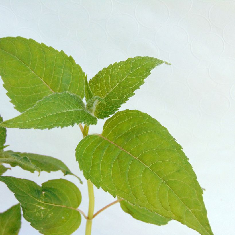 Monarda didyma Croftway Pink - Bergamotplant (Foliage)
