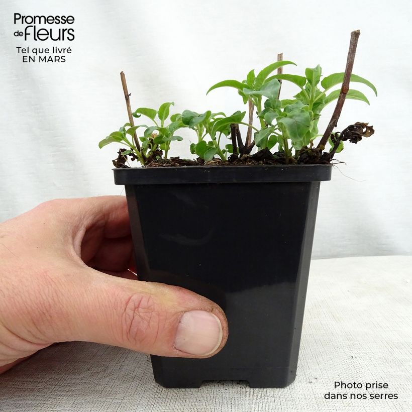 Exemplaar van Monarda Dancing Bird - Bergamotplant Kweekpotje van 8/9 cm zoals geleverd in de lente