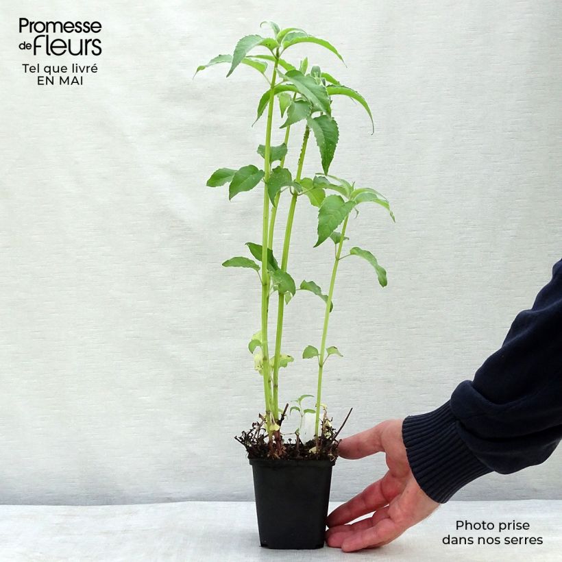 Exemplaar van Monarda fistulosa Feuerschopf - Bergamotplant Kweekpotje van 8/9 cm zoals geleverd in de lente