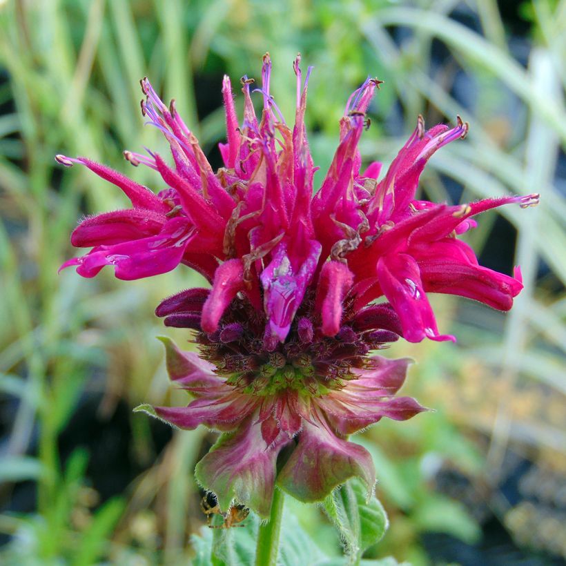 Monarda Fireball - Bergamotplant (Flowering)
