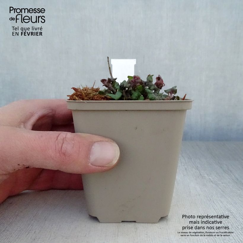 Example of Monarde Fireball - Bergamote rouge Kweekpotje van 8/9 cm as you get in hiver