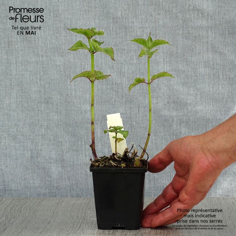 Exemplaar van Monarda Fireball - Bergamotplant Kweekpotje van 8/9 cm zoals geleverd in de lente