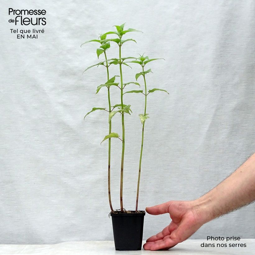 Exemplaar van Monarda Gewitterwolke - Bergamotplant Kweekpotje van 8/9 cm zoals geleverd in de lente