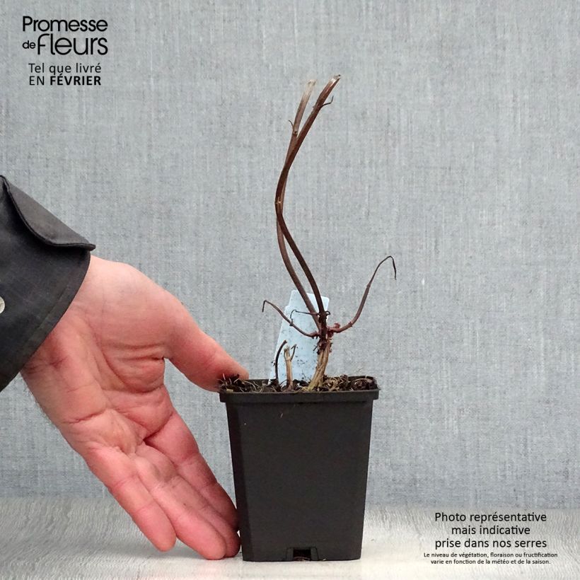 Example of Monarde Jacob Cline - Bergamote rouge Kweekpotje van 8/9 cm as you get in hiver