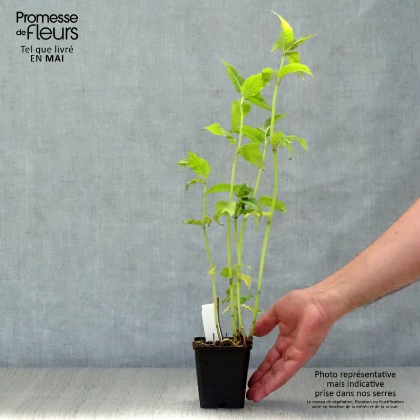 Exemplaar van Monarda Jacob Cline - Bergamotplant Kweekpotje van 8/9 cm zoals geleverd in de lente