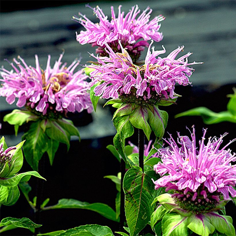Monarda Melissa - Bergamotplant (Flowering)