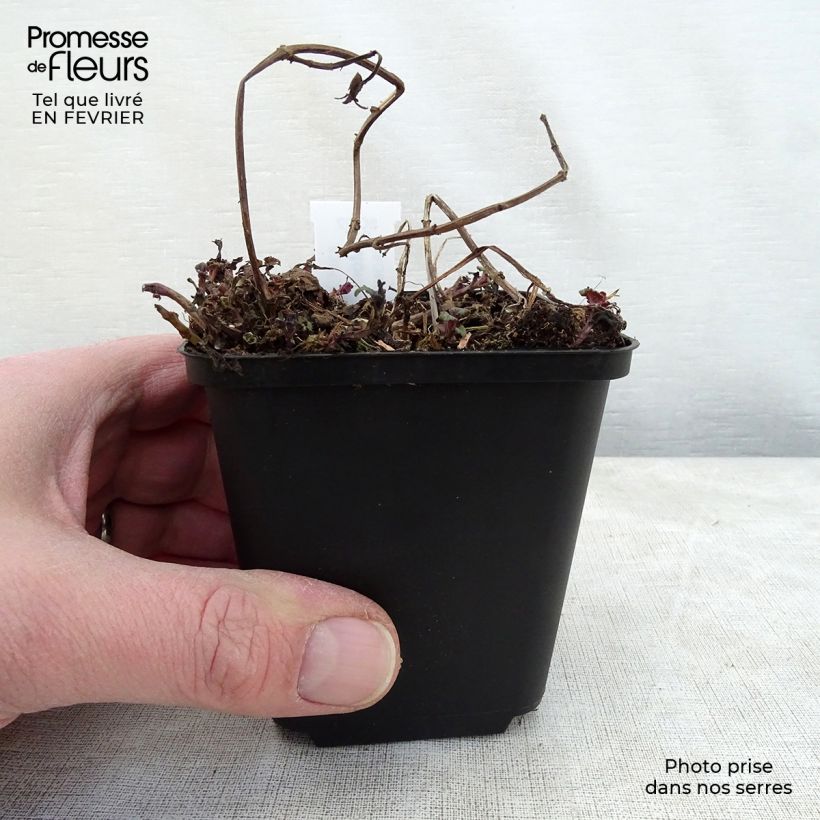 Example of Monarde Melissa - Bergamote Kweekpotje van 8/9 cm as you get in hiver