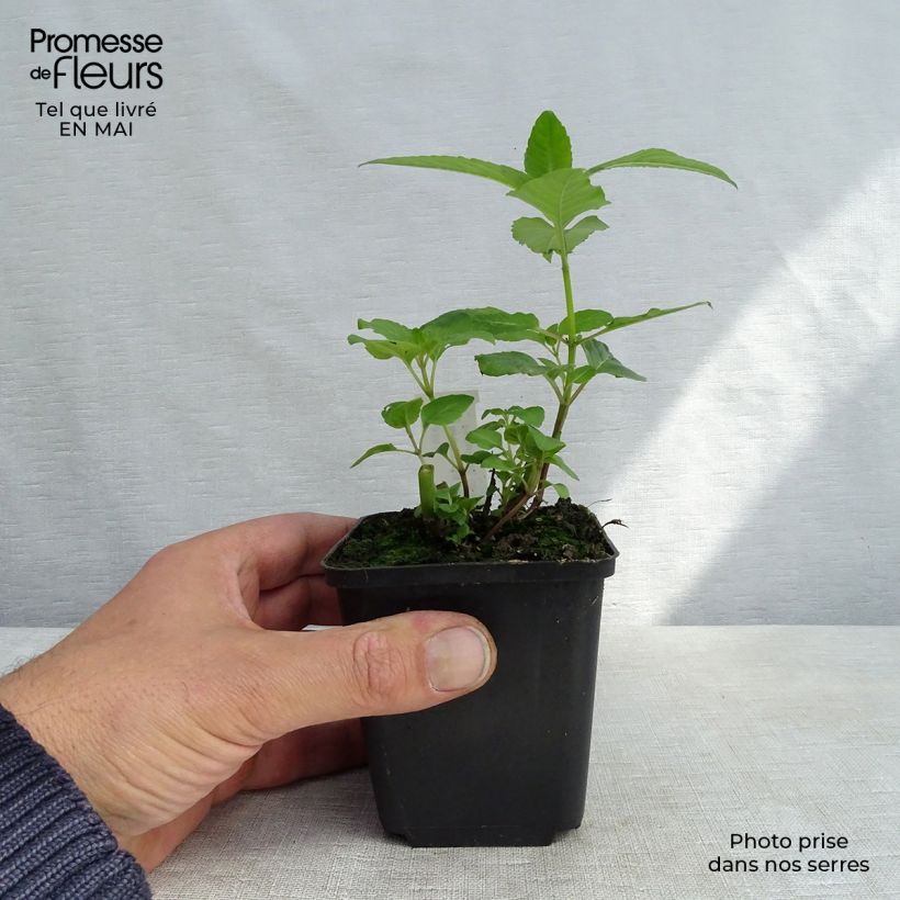 Exemplaar van Monarda Melissa - Bergamotplant Kweekpotje van 8/9 cm zoals geleverd in de lente