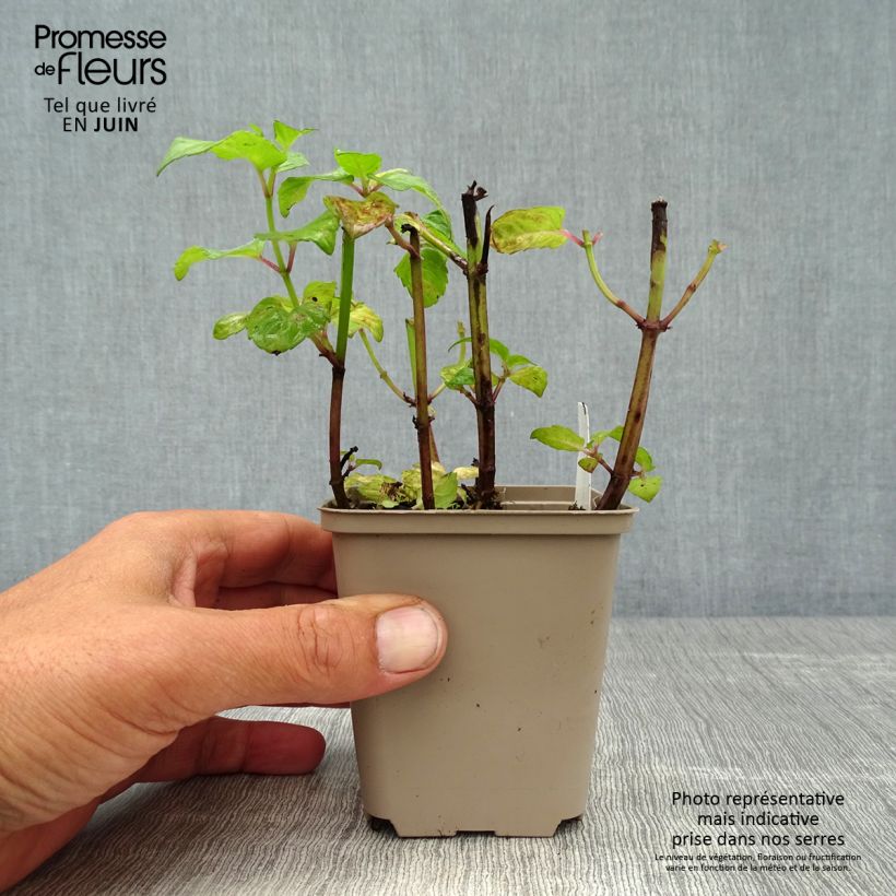 Exemplaar van Monarda Melissa - Bergamotplant Kweekpotje van 8/9 cm zoals geleverd in de zomer