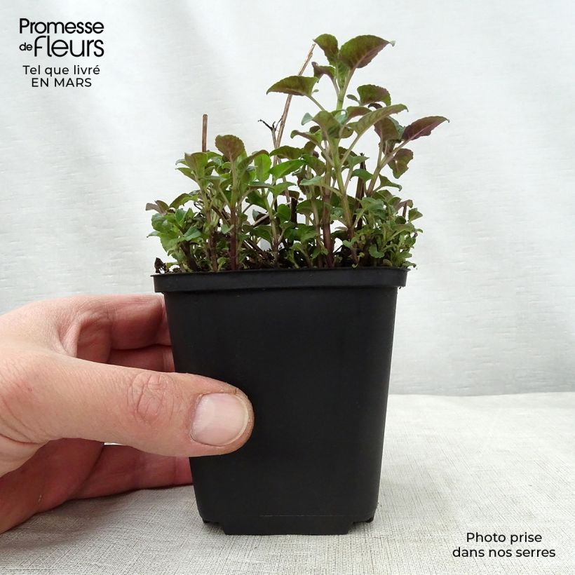 Exemplaar van Monarda Mohawk - Bergamotplant Kweekpotje van 8/9 cm zoals geleverd in de lente