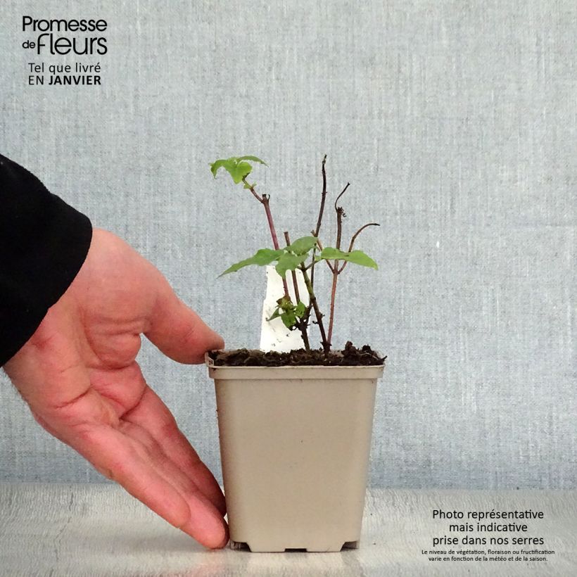 Example of Monarde Mohawk - Bergamote violet-pourpre Kweekpotje van 8/9 cm as you get in hiver