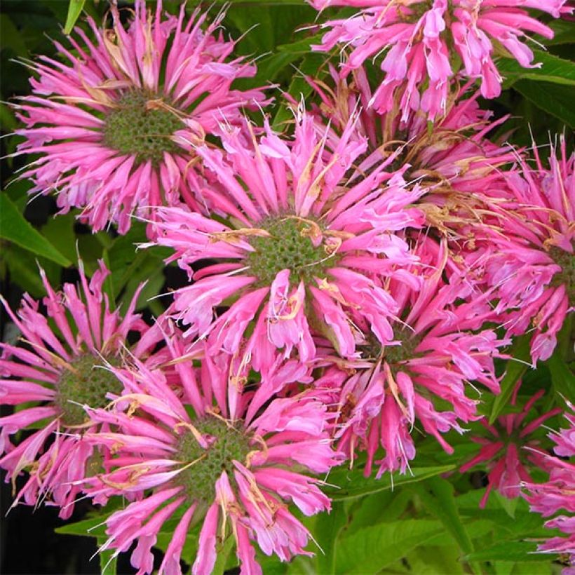 Monarda didyma Pardon My Pink - Bergamotplant (Bloei)