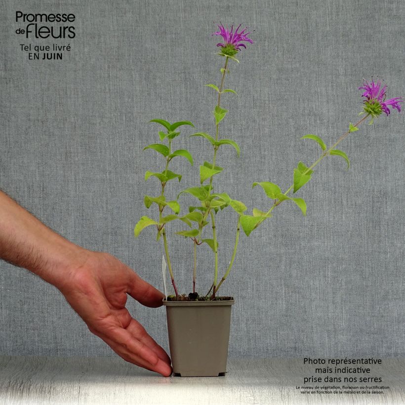 Exemplaar van Monarda Prärienacht - Bergamotplant Kweekpotje van 8/9 cm zoals geleverd in de zomer