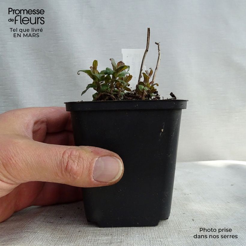 Example of Monarde Purple Lace - Bergamote Kweekpotje van 8/9 cm as you get in hiver