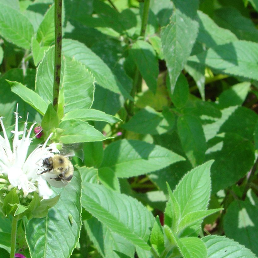 Monarda Schneewittchen - Bergamotplant (Foliage)