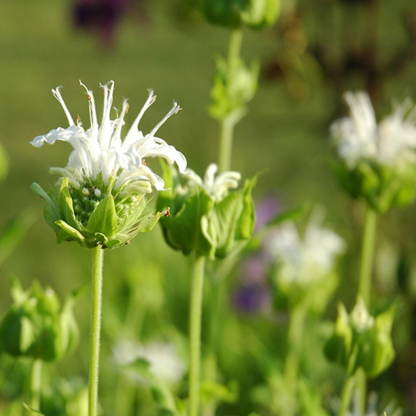 Monarda Schneewittchen - Bergamotplant (Flowering)