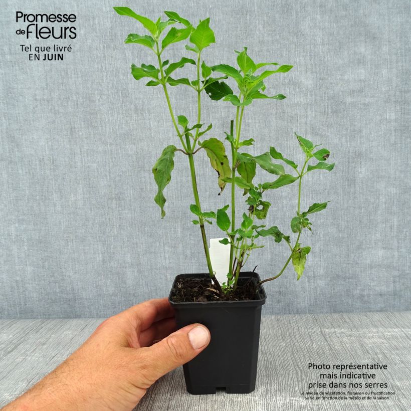 Exemplaar van Monarda Schneewittchen - Bergamotplant Kweekpotje van 8/9 cm zoals geleverd in de zomer