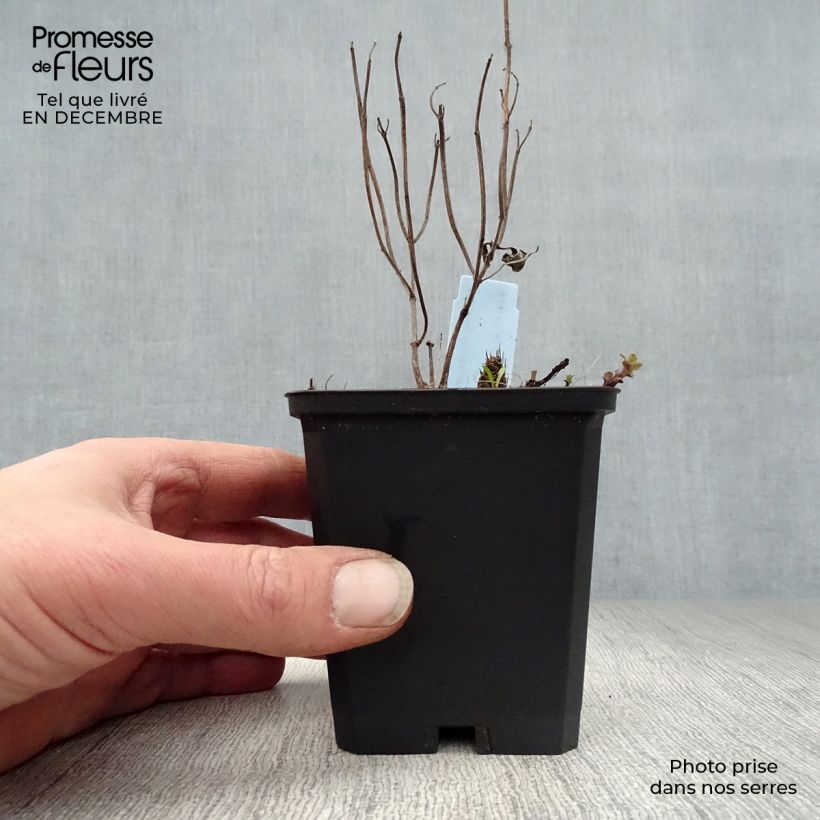 Example of Monarde Schneewittchen - Bergamote Kweekpotje van 8/9 cm as you get in hiver