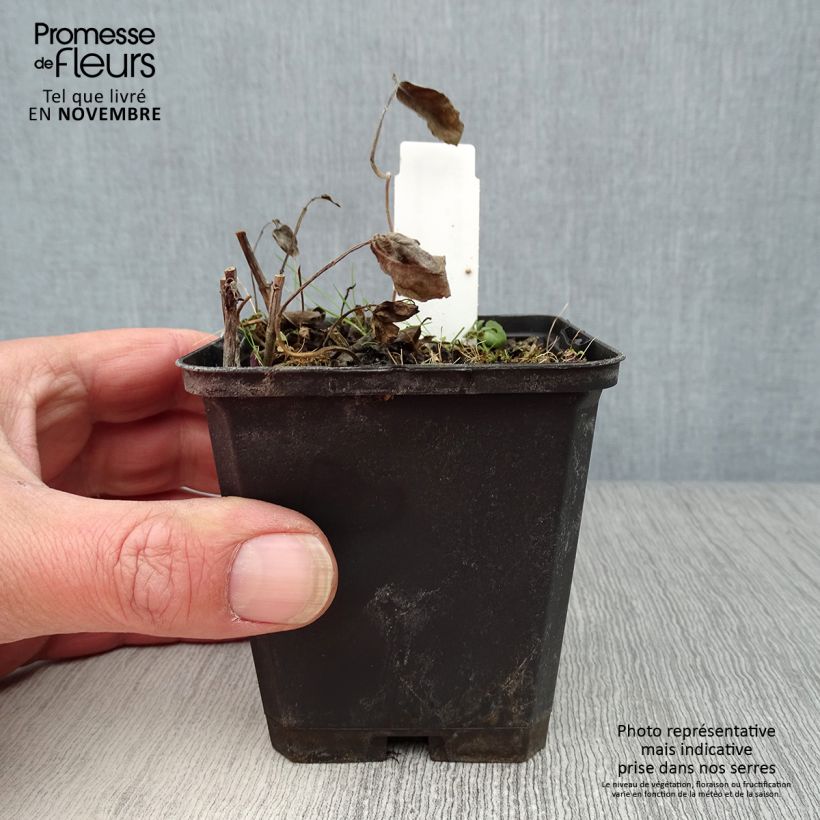 Exemplaar van Monarda fistulosa Scorpion - Bergamotplant Kweekpotje van 8/9 cm zoals geleverd in de herfst