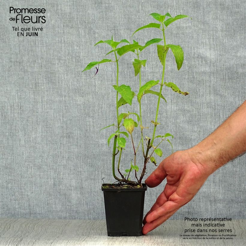 Exemplaar van Monarda fistulosa Scorpion - Bergamotplant Kweekpotje van 8/9 cm zoals geleverd in de zomer