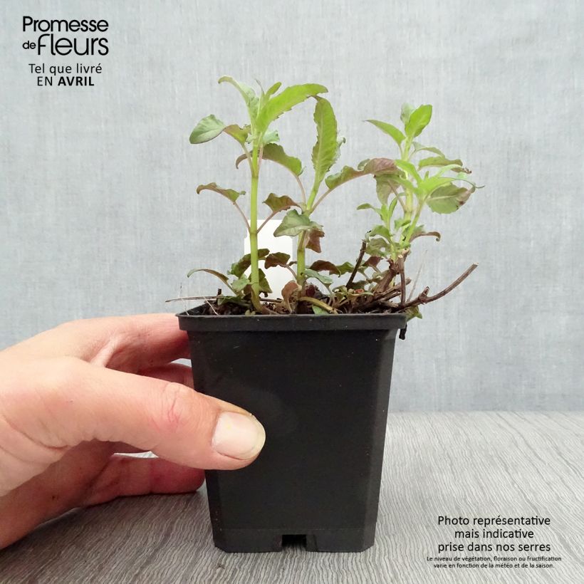 Exemplaar van Monarda fistulosa Scorpion - Bergamotplant Kweekpotje van 8/9 cm zoals geleverd in de lente